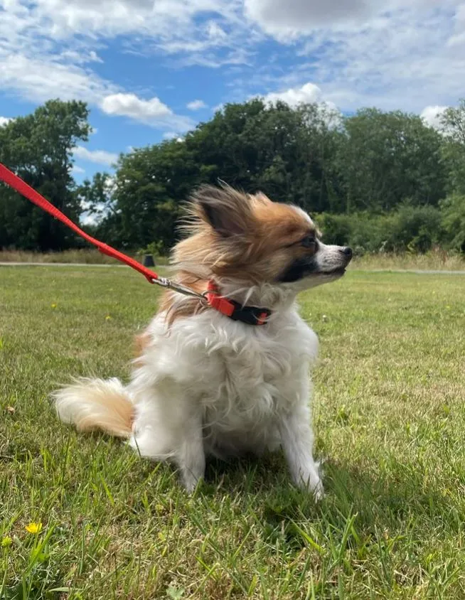 Puppy Dog Collars 13mm Webbing Strong Durable Adjustable In 19 Colours Sizes X Small And Small