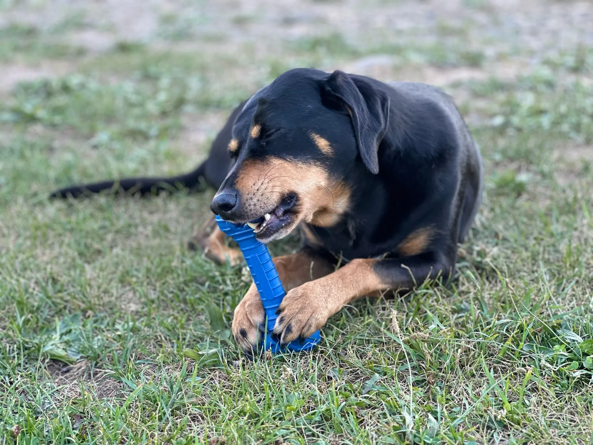 The Chompi Bone