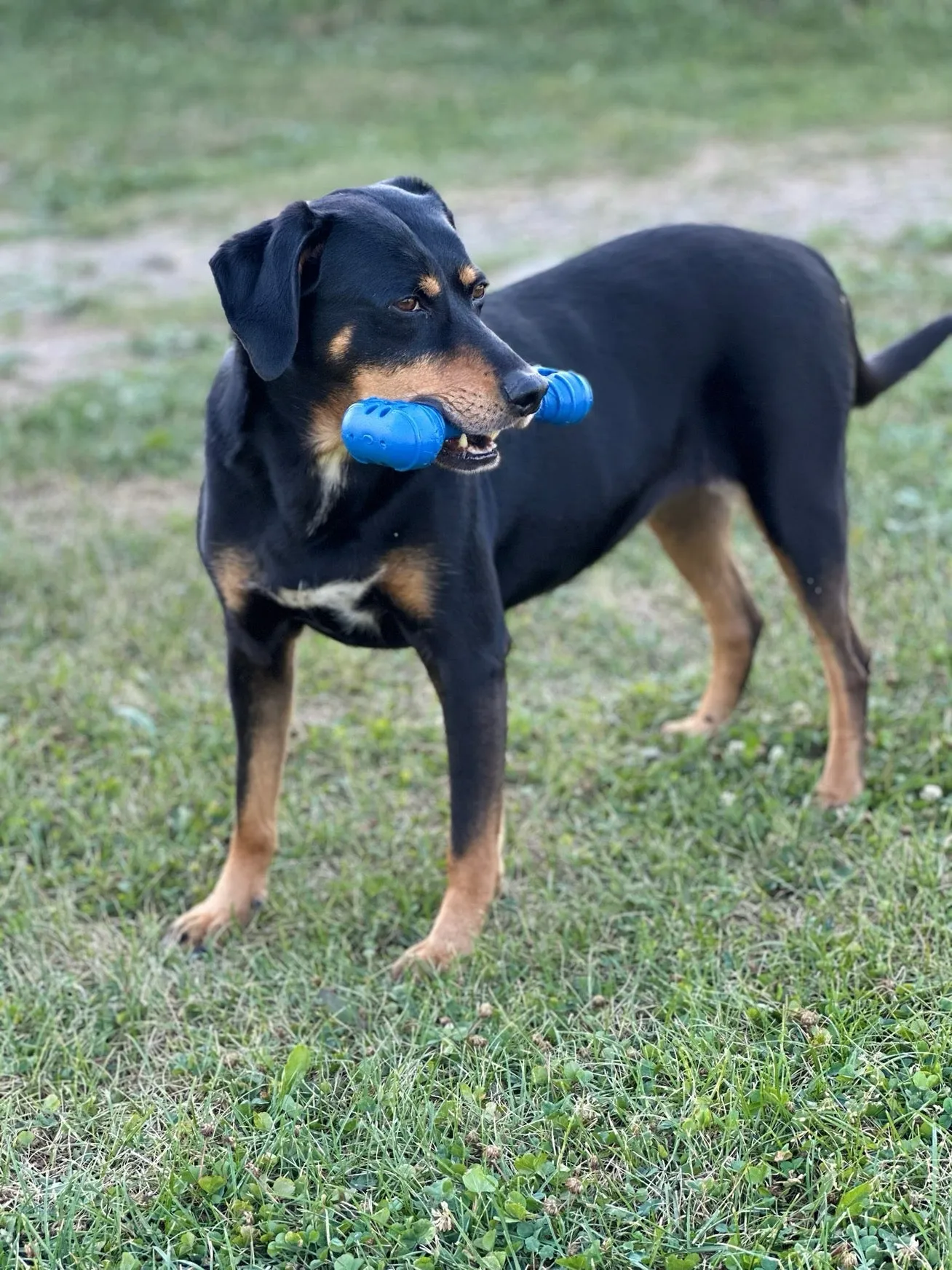 The Chompi Bone