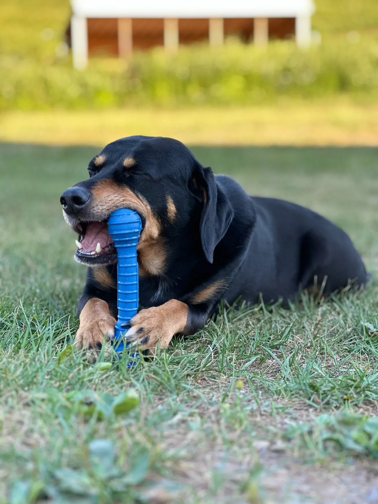 The Chompi Bone